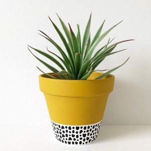 May include: A yellow terracotta planter with a white and black polka dot design around the bottom. A green succulent plant is growing in the pot.