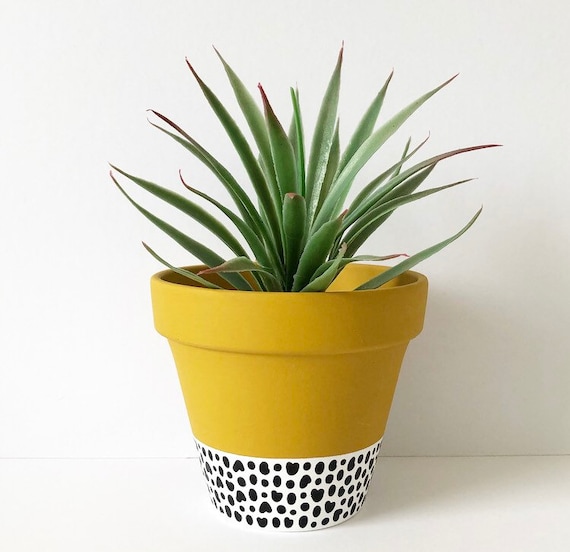 Mustard plant pot online
