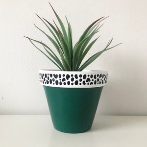 May include: A green ceramic planter with a white rim and black polka dots around the top. A green plant is growing in the planter.