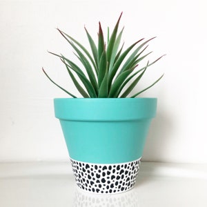 May include: A turquoise painted plant pot with a black and white dalmatian spot design at the base. The pot contains a green succulent plant with red-tipped leaves. The pot is on a white surface.