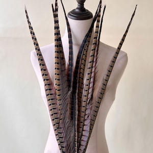 以下が含まれることがあります： 白いマネキンに飾られた、先端が白い茶色と黒のキジの羽根の束。羽根は扇形に配置されています。