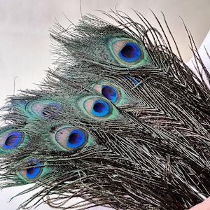 Puede incluir: Primer plano de plumas de pavo real. Presentan una base verde oscuro, detalles iridiscentes azules y turquesas, y un llamativo diseño en forma de ojo. Transmiten una sensación de lujo y exotismo.