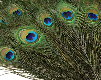Loose Peacock Eye Feathers for DIY Craft,Floral Arrangements Mardi Gras Decor