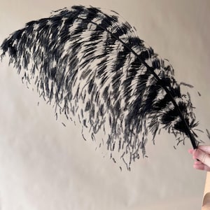 May include: A large, long, and slender black ostrich feather with a prominent central quill. The feather features fine, wispy, and delicate barbs that extend outwards from the spine, creating a soft, airy, and voluminous texture throughout the plume.