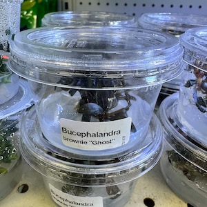 Könnte beinhalten: Mehrere transparente Kunststoffbehälter, die auf einem Regal gestapelt sind und jeweils Wasserpflanzen enthalten. Die Behälter haben transparente Deckel und weiße Etiketten mit der Aufschrift "Bucephalandra brownie 'Ghost'". Die Pflanzen sind dunkelgrün und scheinen in Wasser getaucht zu sein.