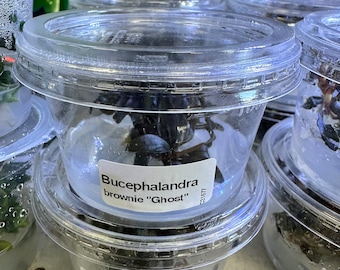 Bucephalandra Tissue Culture Cup - Assorted - Buce Green - Buce Kedakang - Buce Purple Ghost - Buce Godzilla - Assorted Buce Epiphyte Plants