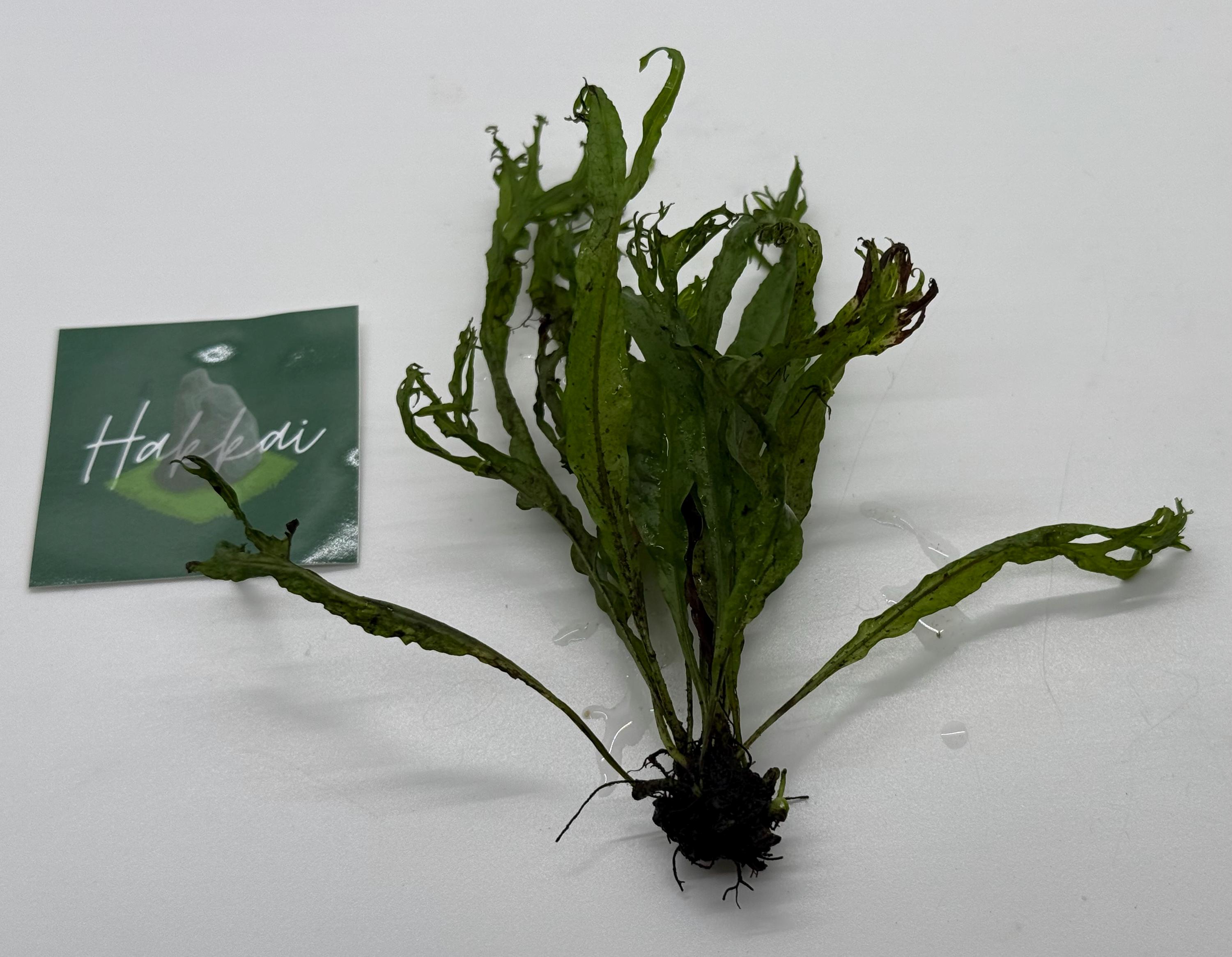 kaktus online Kaktus Bolcactus Mix 8,5cm kaufen online Terrakotta kaufen
