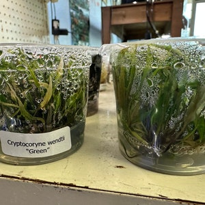 Puede incluir: Dos recipientes de plástico transparente llenos de agua y plantas acuáticas verdes Cryptocoryne wendtii "Green". Los recipientes están sobre una superficie blanca.
