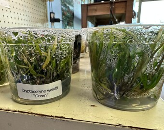Live Cryptocoryne Wendtii Green - Easy Care Aquarium Plant for Freshwater Tanks