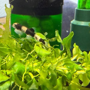 Może przedstawiać: Mała czarno-biała ryba pływająca w akwarium z zielonymi roślinami. Ryba ma długie, cienkie ciało i małe usta.