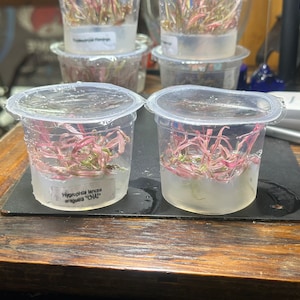 Könnte beinhalten: Vier durchsichtige Plastikbehälter mit Deckeln, die jeweils eine kleine Menge an rosa und grünen Wasserpflanzen enthalten. Der Behälter im Vordergrund trägt ein Etikett mit der Aufschrift "Hygrophila lancea angustifolia 'CHAI'".