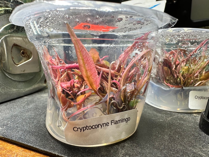 May include: A clear plastic container with a label that reads "Cryptocoryne Flamingo" and contains a bunch of pink and green aquatic plants.