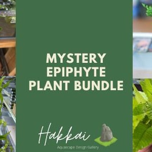 Mystery Aquatic Epiphyte Plant Bundle | 4 Premium Plants for Freshwater Aquariums - Aquatic Plant Epiphytes For Aquascape Fish Tanks
