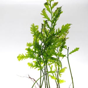 Może przedstawiać: Zbliżenie na zieloną paproć z wieloma łodygami i delikatnymi liśćmi. Roślina jest ukorzeniona i ma jasnobrązowy kolor.