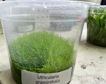 Utricularia Graminifolia Tissue Culture - Live Aquarium Plant - Aquascape Carnivorous Plant - Aquatic Plant - Terrarium Plant