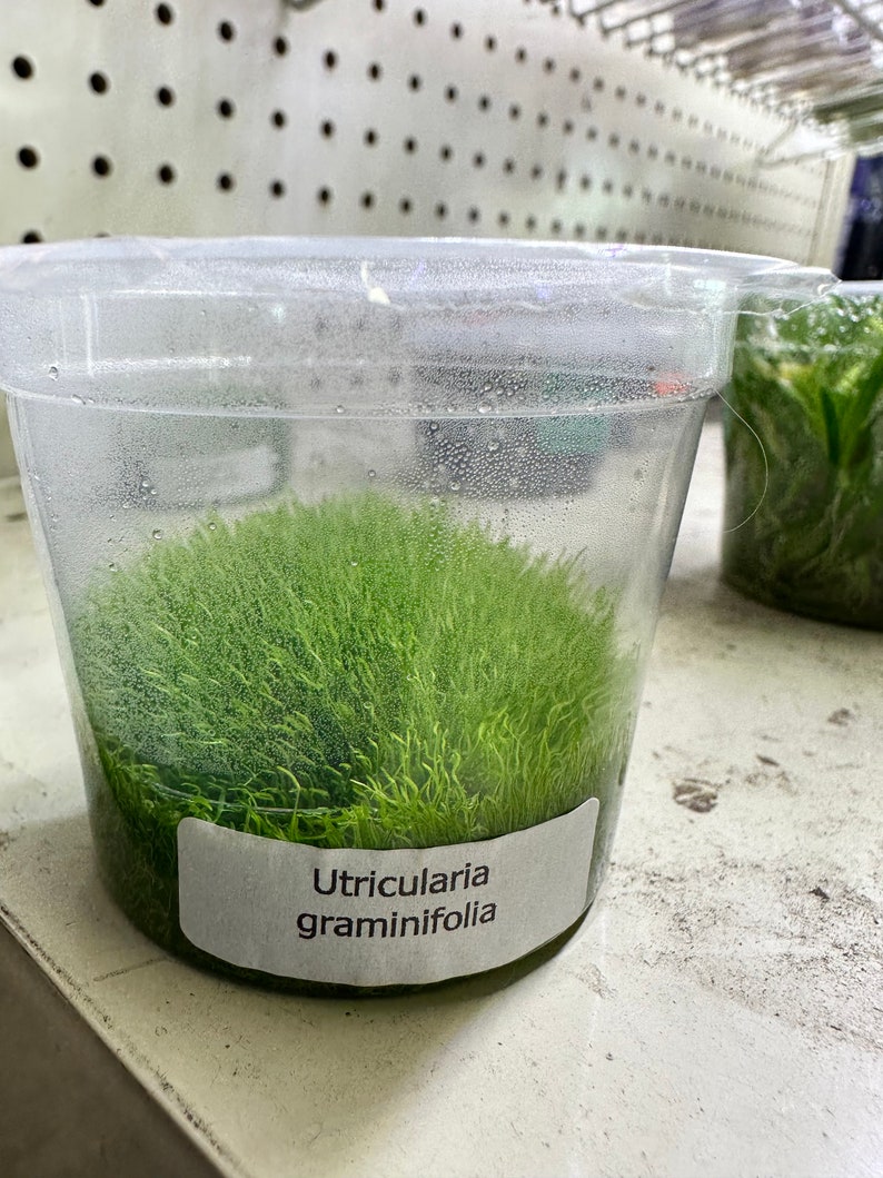 Utricularia Graminifolia Tissue Culture Live Aquarium Plant Aquascape Carnivorous Plant Aquatic Plant Terrarium Plant image 1