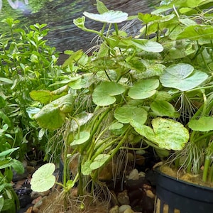 Op de afbeelding: Close-up van waterplanten met ronde, lichtgroene bladeren en lange, dunne wortels. De planten staan in zwarte potten, omringd door kleine stenen. Het woord "BUNDLE" is zichtbaar op de achtergrond.