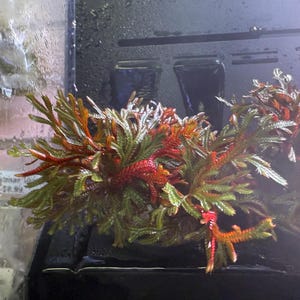 May include: Close-up of aquatic plants with vibrant green and red foliage. The plants have a textured appearance and are arranged in a cluster. The image is taken in an aquarium setting, with a dark background.