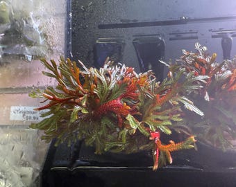 Selaginella Erythropus - Musgo rojo rubí / Selaginella rubí / Musgo rojo - Planta de terrario y vivario