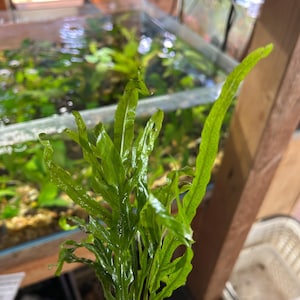 May include: A set of three ceramic mugs with a speckled, matte finish. The mugs are in shades of cream, light gray, and dark gray. Each mug has a simple, minimalist design, perfect for coffee or tea.