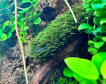 Muschio di Taiwan per l'acquascaping - Perfetto per tutti gli allestimenti di acquari - Taxiphyllum alternans - Lush Moss per acquascaping, terrari e piante per acquari