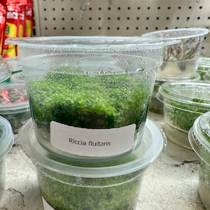 Op de afbeelding: Twee doorzichtige plastic containers op elkaar gestapeld, elk gevuld met heldergroene waterplanten. De containers hebben witte labels met de tekst "Riccia fluitans". De planten lijken ondergedompeld in water en de containers zijn afgesloten met doorzichtige deksels.