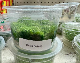 Riccia Fluitans - Tissue Culture Cup - Crystalwort Moss Riccia Moss Easy Aquatic Plant - Aquascape Aquascaping Low Tech Plant