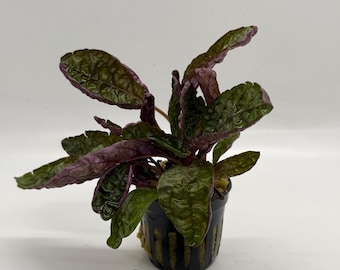 Hemigraphis Colorata - Purple Waffle Plant | Purple Waffle | Metallic Purple Plant - Terrarium Plant Aquatic Plant Aquascape Vivarium Plants