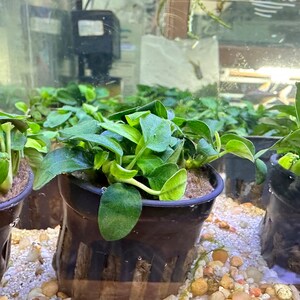 Könnte beinhalten: Nahaufnahme von mehreren kleinen Topfpflanzen mit leuchtend grünen Blättern. Die Pflanzen befinden sich in schwarzen Plastiktöpfen und stehen auf einem Bett aus kleinen, hellfarbigen Kieselsteinen. Der Hintergrund umfasst ein Glasaquarium und weitere Pflanzen.