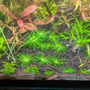 Könnte beinhalten: Nahaufnahme eines bepflanzten Aquariums mit verschiedenen grünen Pflanzen, darunter ein Teppich aus Zwerghaargras und eine Schicht aus schwarzem Kies.