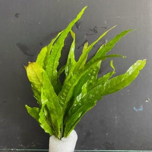 以下が含まれることがあります： 長く薄い葉を持つ緑色の水生植物の束。植物は塊状に配置され、白い発泡スチロール容器で成長しています。