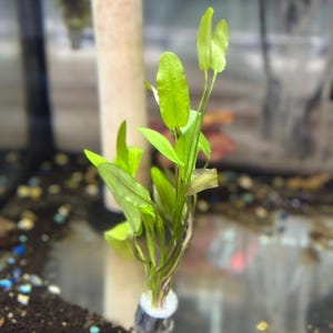 Aponogeton natans - Pianta acquatica viva per acquari d&#39;acqua dolce / Aponogeton galleggiante / Pianta acquatica natans - Aquascape Easy Plant Fish Tank