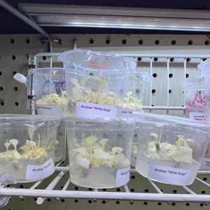 White Rose Anubias (Anubias barteri 'White Rose') - Rare Aquatic Plant - Epiphyte Easy Aquatic Plant - Aquascape Aquascaping Planted Tank