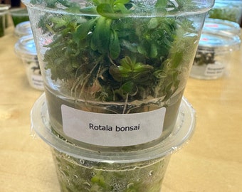 Scapes 盆栽 アクリル 鉢 盆栽鉢 スケープス