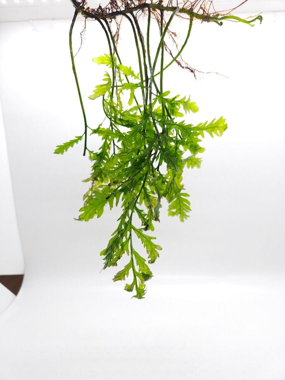 Bolbitis heudelotii - Afrikanischer Wasserfarn | Kongofarn | Wasserfarn -  Westafrikanischer Farn - Epiphyt-Aquarienpflanze - Swasserfarn - Etsy.de