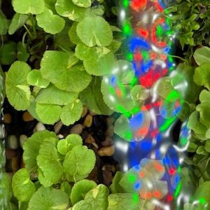 Op de afbeelding: Een close-up van groene bladplanten met een wazige achtergrond van kleurrijke lichten. De planten groeien in een container met kleine stenen.