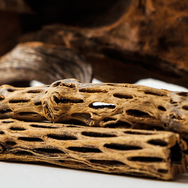 Natural Cholla Wood Pieces - Perfect for Aquariums, Terrariums, Crafts | Organic Desert Driftwood