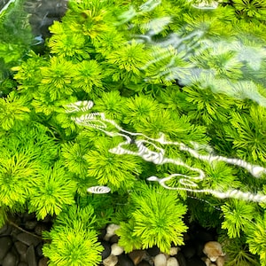 Könnte beinhalten: Nahaufnahme von leuchtend grünen Wasserpflanzen mit federartigen Blättern, die in klarem Wasser schwimmen. Die Pflanzen bilden eine dichte, strukturierte Masse. Dunkelgraue und hellgraue Kieselsteine sind am Boden zu sehen, die einen Kontrast zum leuchtenden Grün bilden.