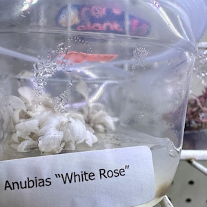 Seltene Anubias White Rose Gewebekultur - Exquisite Aquarienpflanze - Aquascaping Low-Tech Wasserpflanzen-Epiphytenpflanze für bepflanzte Aquarien