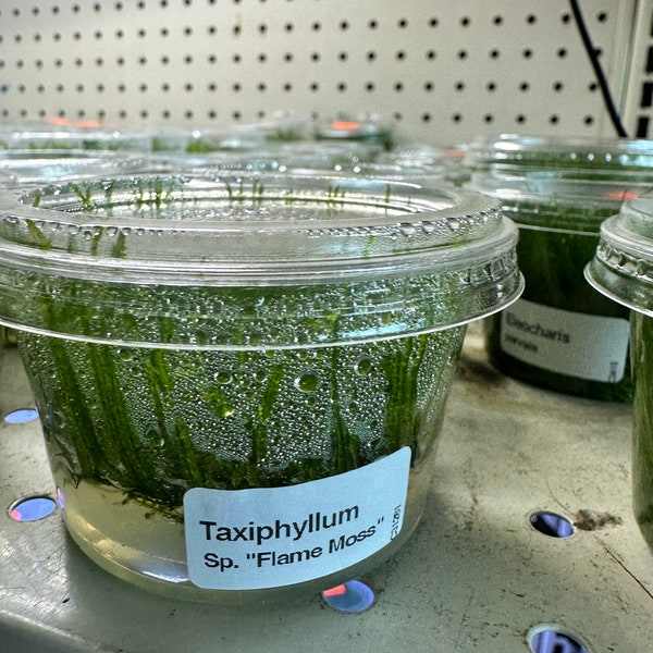 Flame Moss (Taxiphyllum sp. “Flame”) - Tissue Culture Aquarium Plant Cup - Aquascape Aquascaping Terrarium Planted Fish Tank Mosses