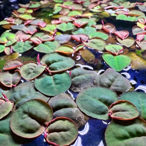 Könnte beinhalten: Nahaufnahme einer Gruppe grüner und roter herzförmiger Blätter, die auf der Wasseroberfläche schwimmen. Die Blätter haben einen leicht rötlichen Farbton an den Rändern.