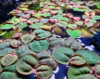 Red Root Floater Aquarium Plant (Phyllanthus Fluitans) - Live Floating Plant for Freshwater Aquariums by Hakkai