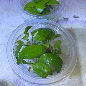 Anubias Hastifolia - Tissue Culture Aquarium Plant - Epiphyte Easy Aquatic Plant For Freshwater Fish Tanks - Aquascape Aquascaping
