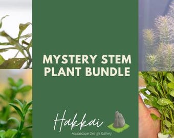Mystery Aquatic Stem Plant Bundle | 4 Premium Stem Plants for Aquascape Aquascaping Aquarium Plants  Dutch Tank Nature Aquarium Planted Tank