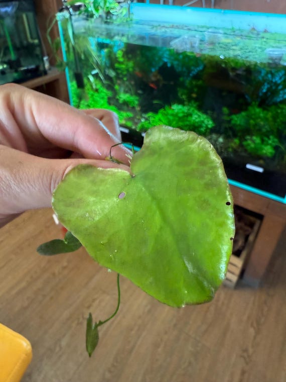 Heart Lily | Floating Heart | Big Floatingheart (Nymphoides aquatica) – Beautiful Floating Aquatic Plant for Ponds & Aquariums | HakkaiSD