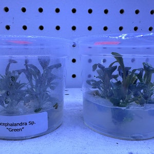 Könnte beinhalten: Zwei transparente Plastikbehälter mit Wasser und grünen Wasserpflanzen. Der Behälter links hat ein Etikett mit der Aufschrift "Bucephalandra Sp. "Green""