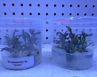 Bucephalandra sp. Green - Live Aquatic Plant for Freshwater Aquariums - Buce Green Aquascape Aquatic Plant