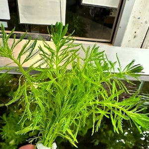 Myriophyllum Aquaticum (Parrot’s Feather) - Live Aquarium Plant - Aquatic Emersed Plant For Pond Style Aquascapes or Emersed Planted Tanks