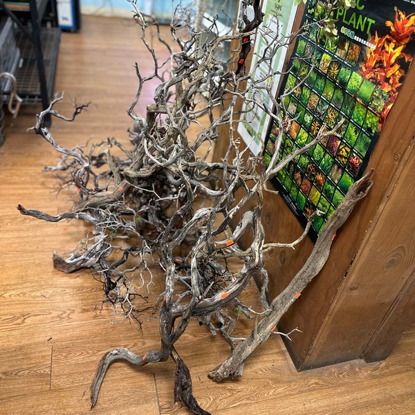 Manzanita Driftwood