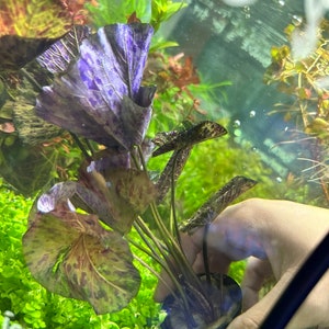 Red Tiger Lotus - Nymphaea Zenkeri - Live Aquatic Plant for Aquariums - Aquascaping Planted Tank Fish Tank Plant